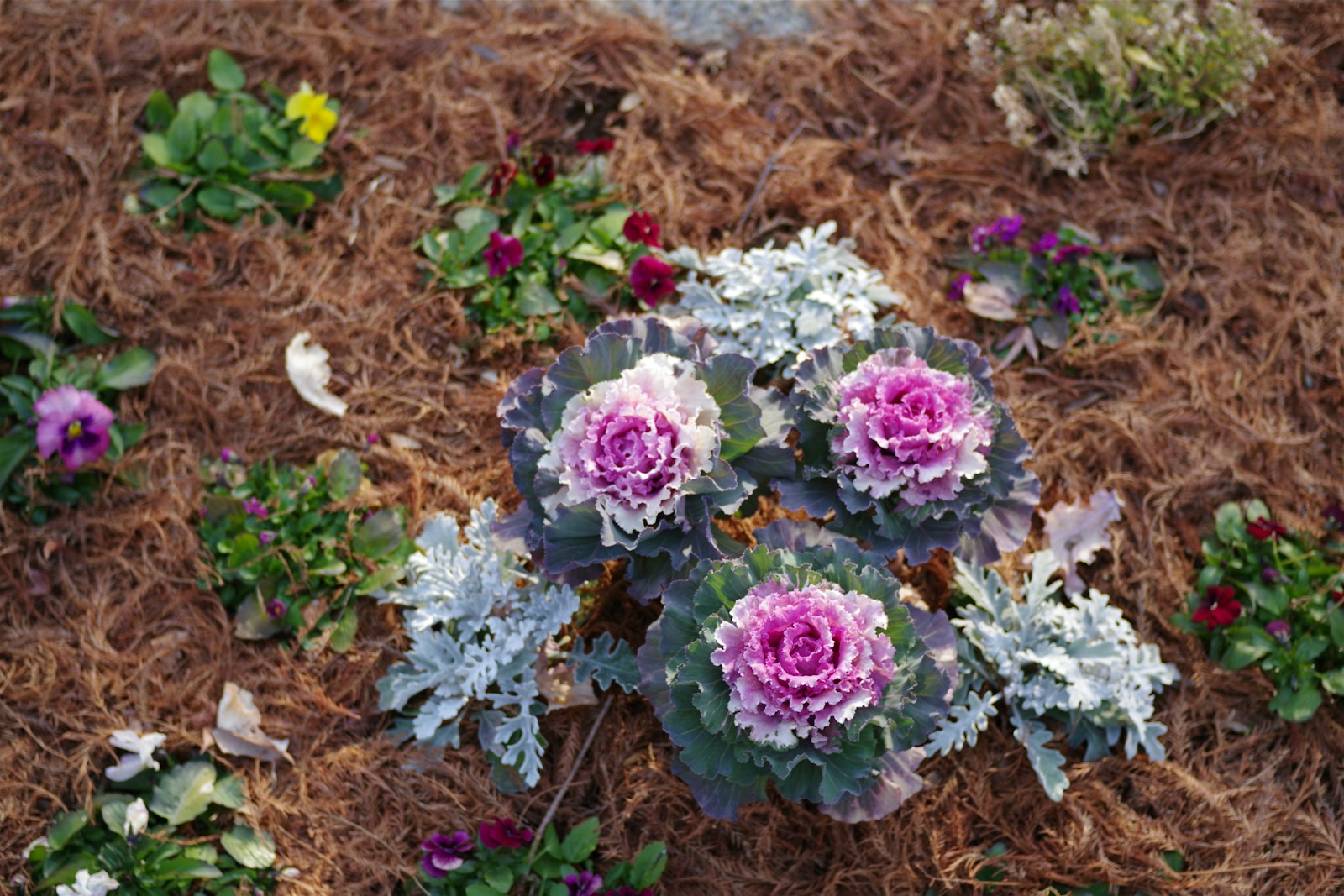 A planted border in full seasonal colour beside a kept lawn